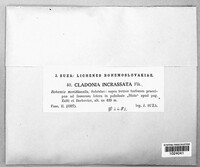Cladonia incrassata image